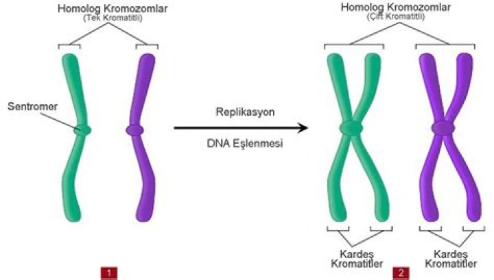 1 kromozomda kaç DNA var