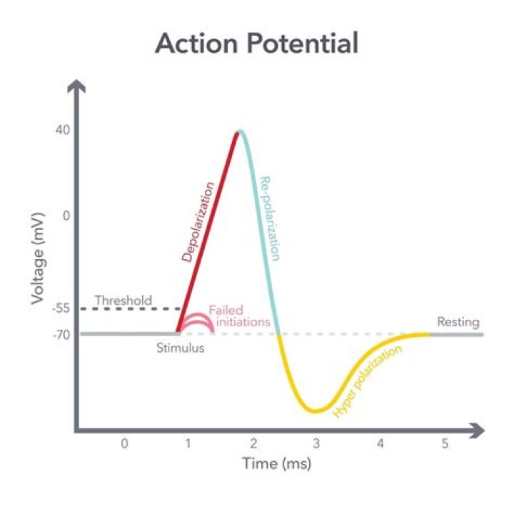Are action potentials rapid