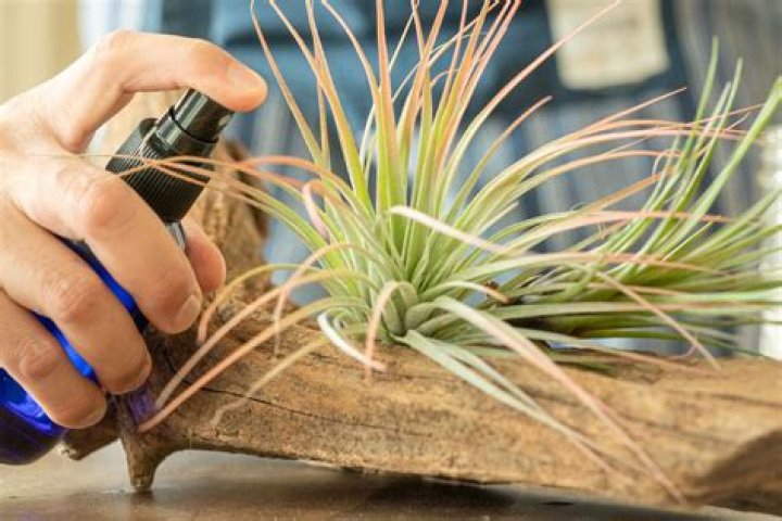 Are air plants easy to grow