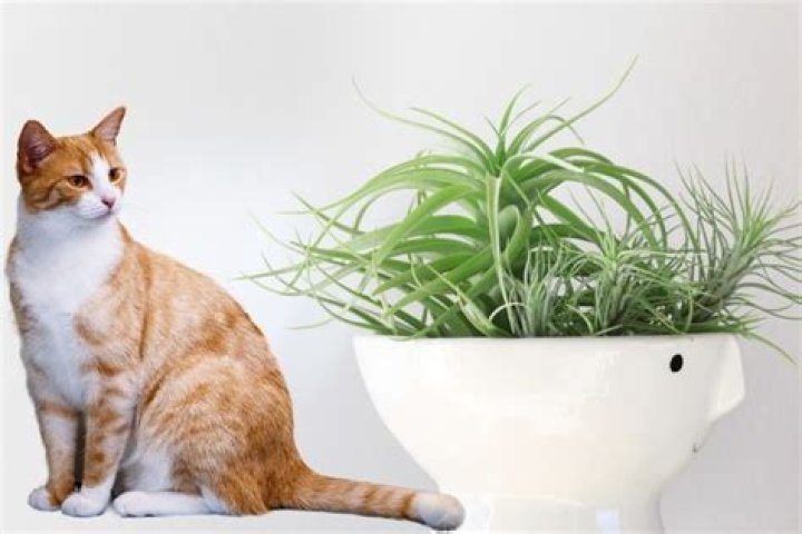Are air plants OK for cats