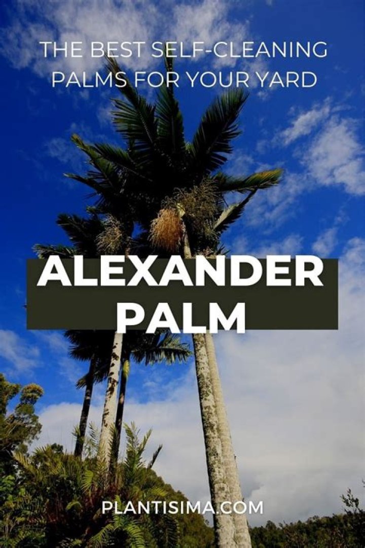 Are Alexander palms self cleaning