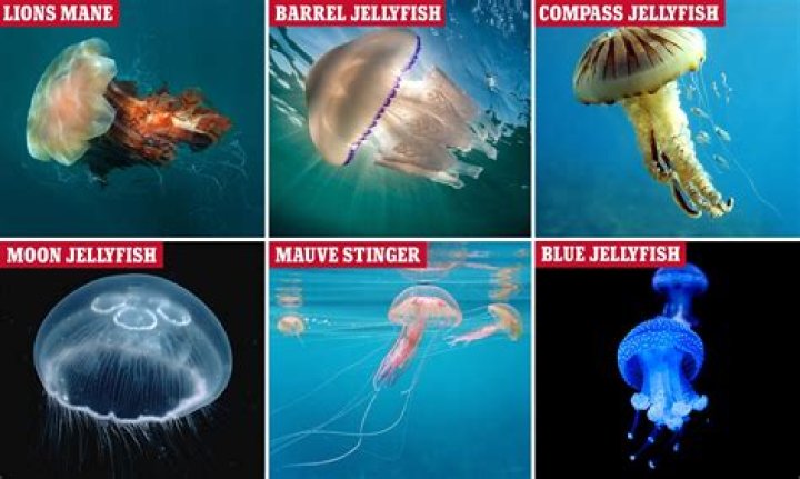 Are all jellyfish poisonous