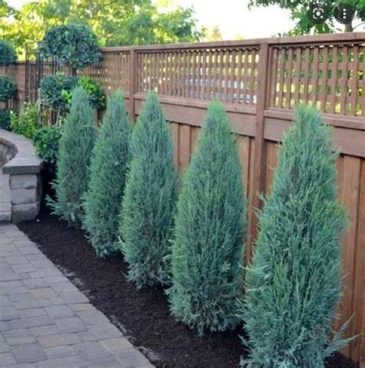 Are all junipers evergreen