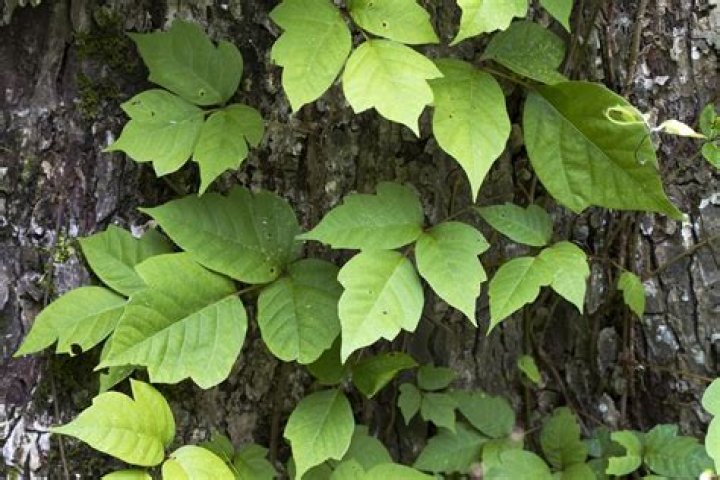 Are all leaves of 3 poison