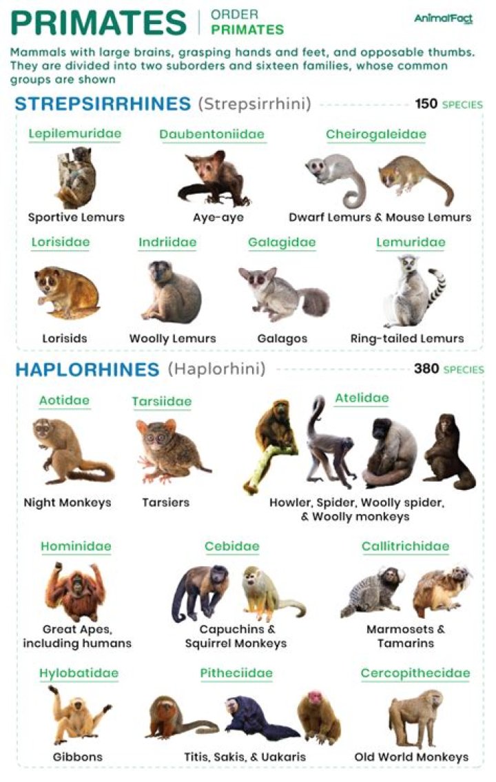 Are all primates quadrupeds