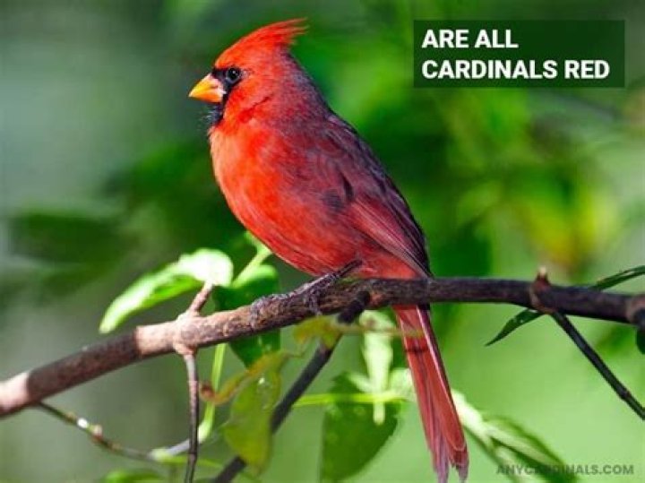 Are all red birds cardinals
