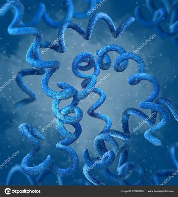 Are all spirochetes gram negative