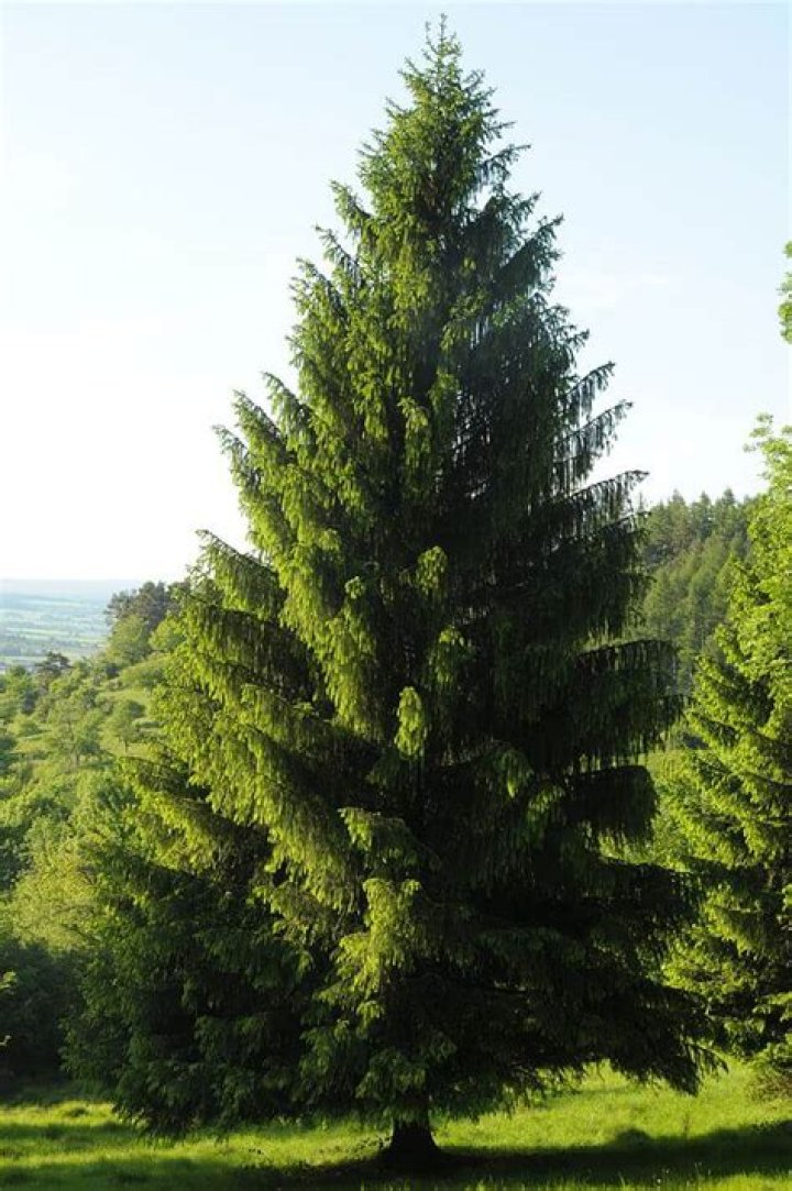 Are all spruce trees edible