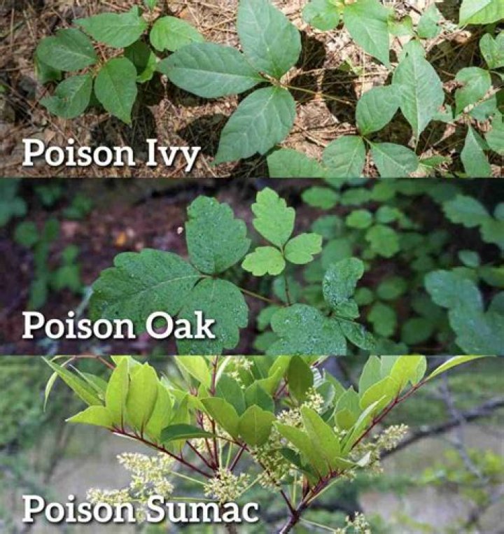 Are all sumac trees poison
