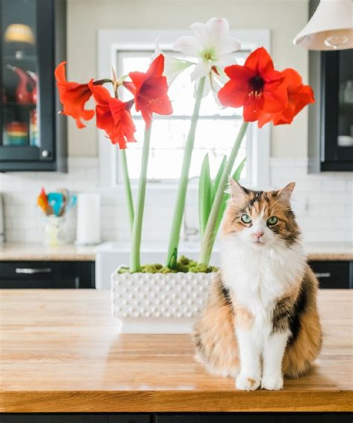 Are amaryllis safe for cats