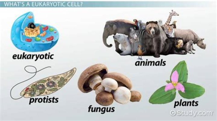 Are animals are eukaryotic