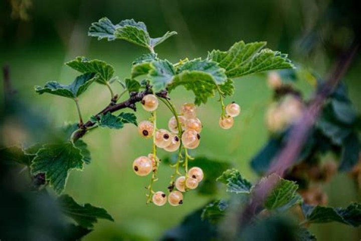 Are any currants poisonous