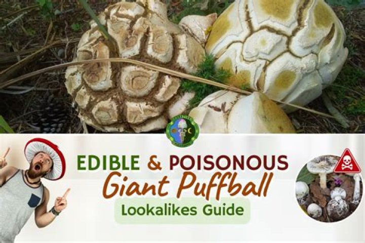 Are any puffballs poisonous