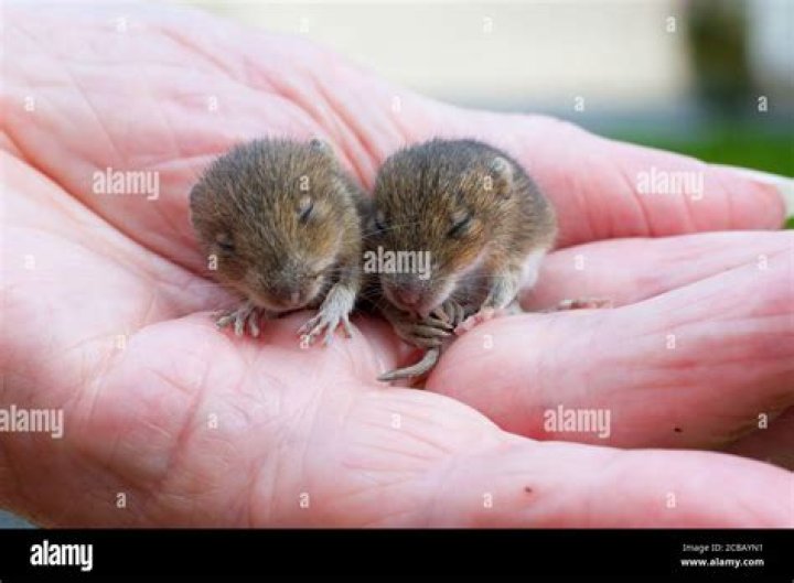 Are baby mice born with fur