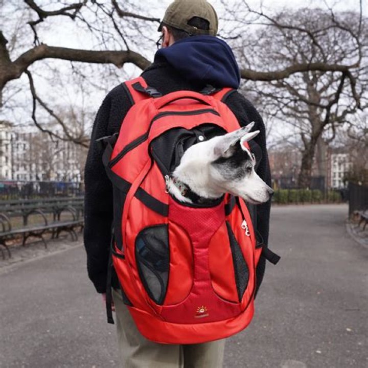 Are backpacks safe for dogs