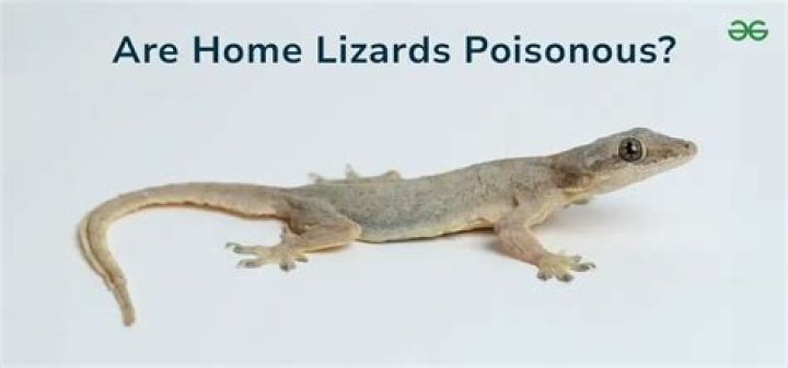 Are backyard lizards dangerous