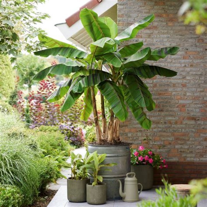 Are banana plants hardy UK