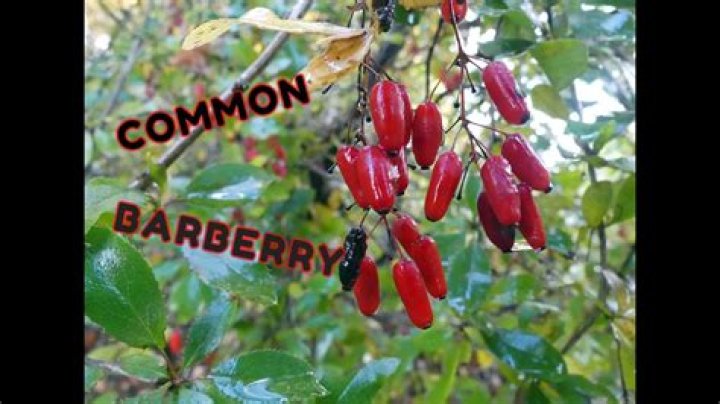 Are barberry berries edible