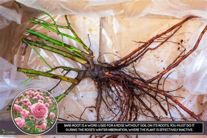 Are bare root roses grafted