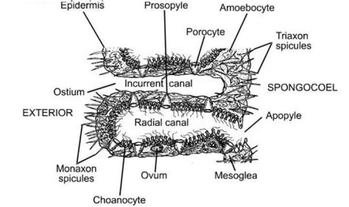 Are bath sponges Leuconoid