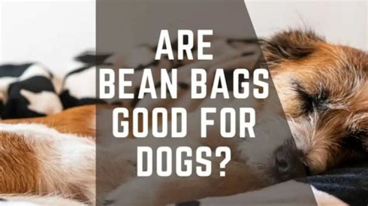 Are bean bags good for dogs