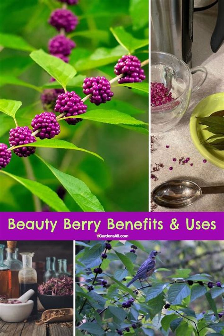 Are beauty berries invasive
