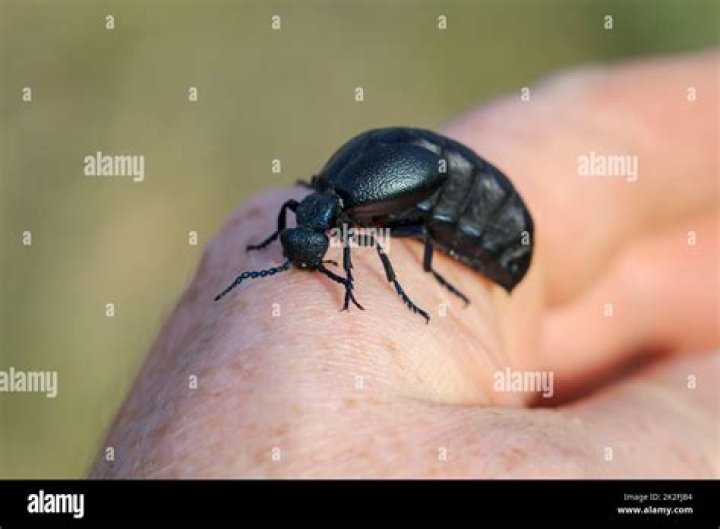 Are black beetles poisonous