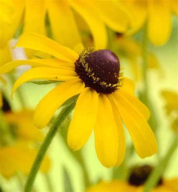 Are Black Eyed Susan edible