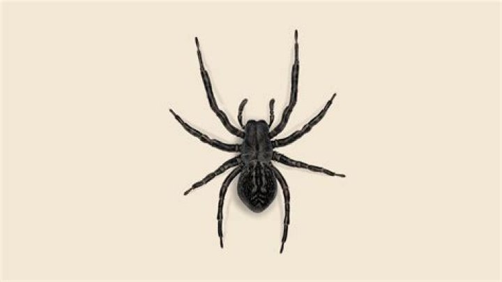 Are black house spiders poisonous to dogs