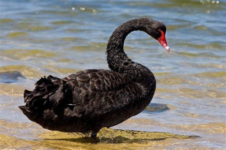 Are black swans aggressive