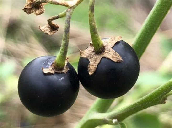 Are Blackberries a nightshade