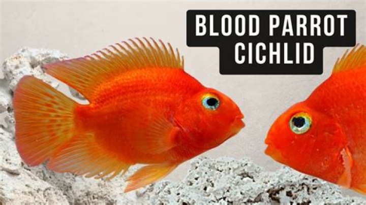 Are blood parrot fish dyed