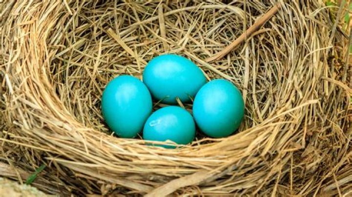 Are blue eggs good for you