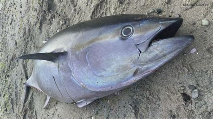 Are bluefin tuna recovering