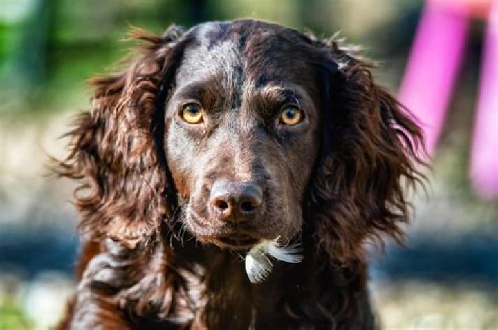 Are Boykin spaniels good dogs
