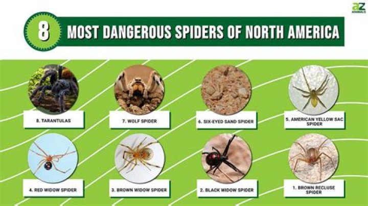Are brown spiders dangerous