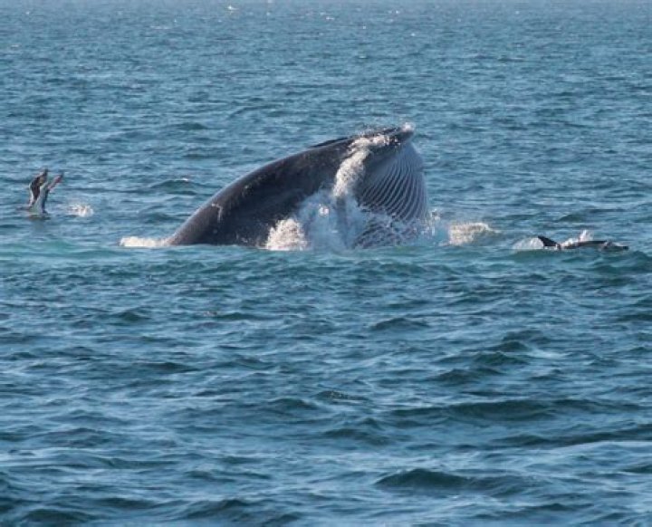 Are Bryde whales endangered