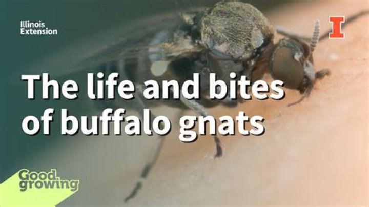 Are buffalo gnats dangerous