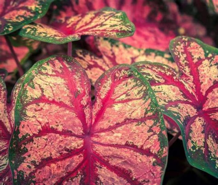 Are caladiums safe for dogs