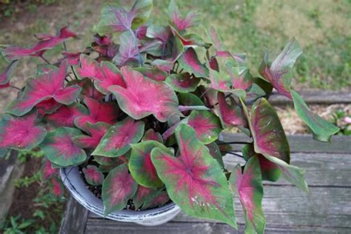 Are caladiums slow growing