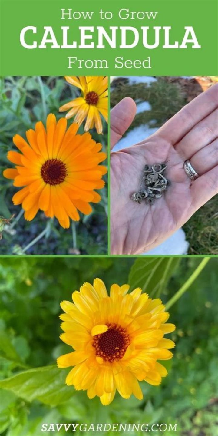 Are calendula good for bees