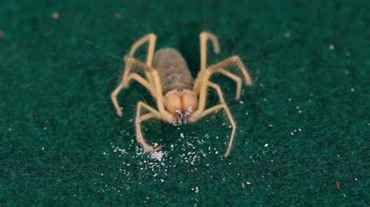 Are camel spiders good pets