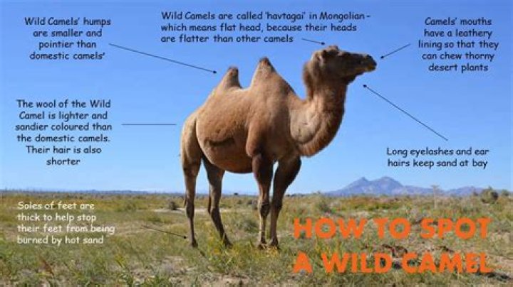 Are camels killed for hair