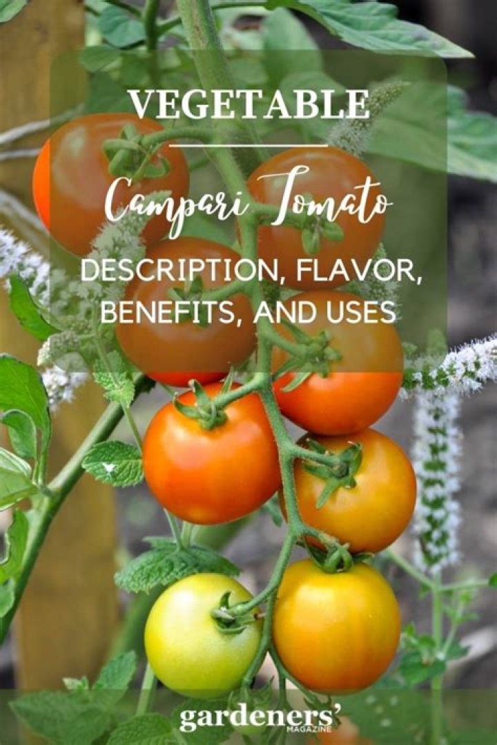 Are Campari tomatoes hybrid