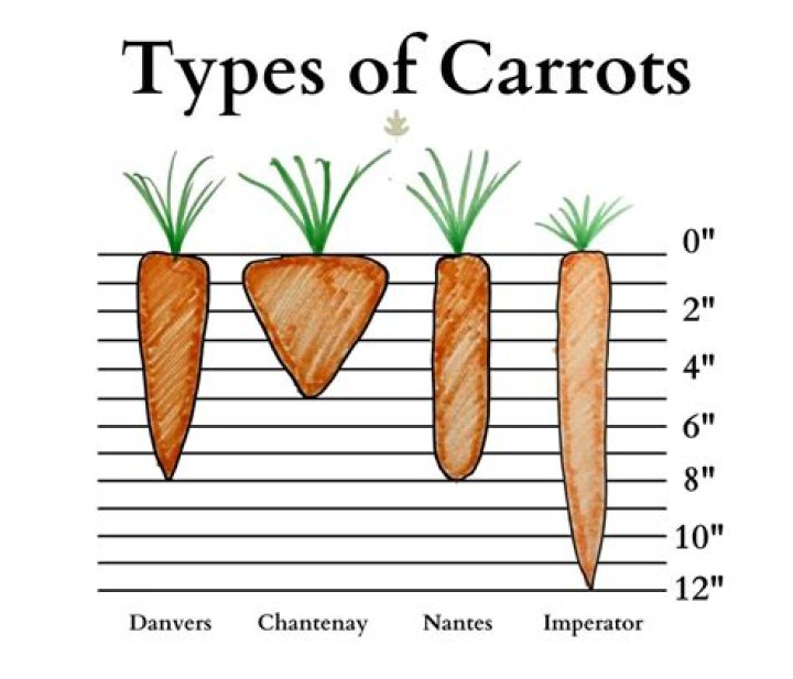 Are carrots native to Japan