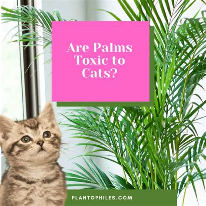 Are cat Palms toxic to pets