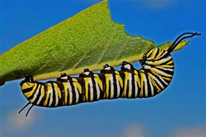 Are caterpillars herbivores