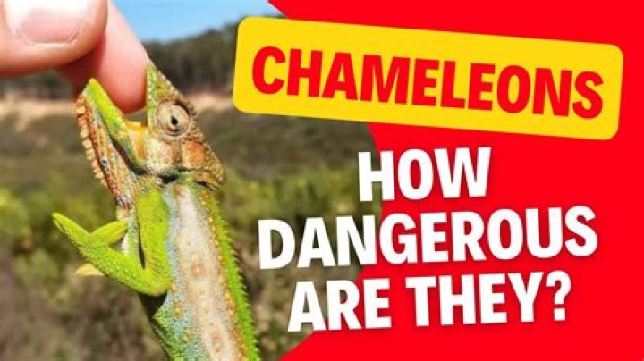 Are chameleon dangerous
