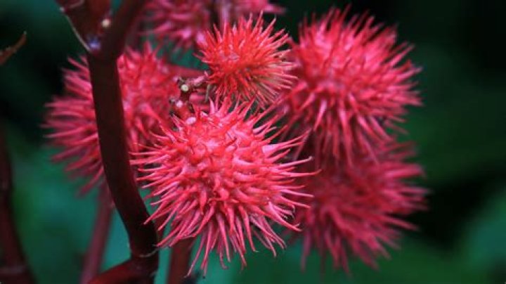 Are cheese plants poisonous