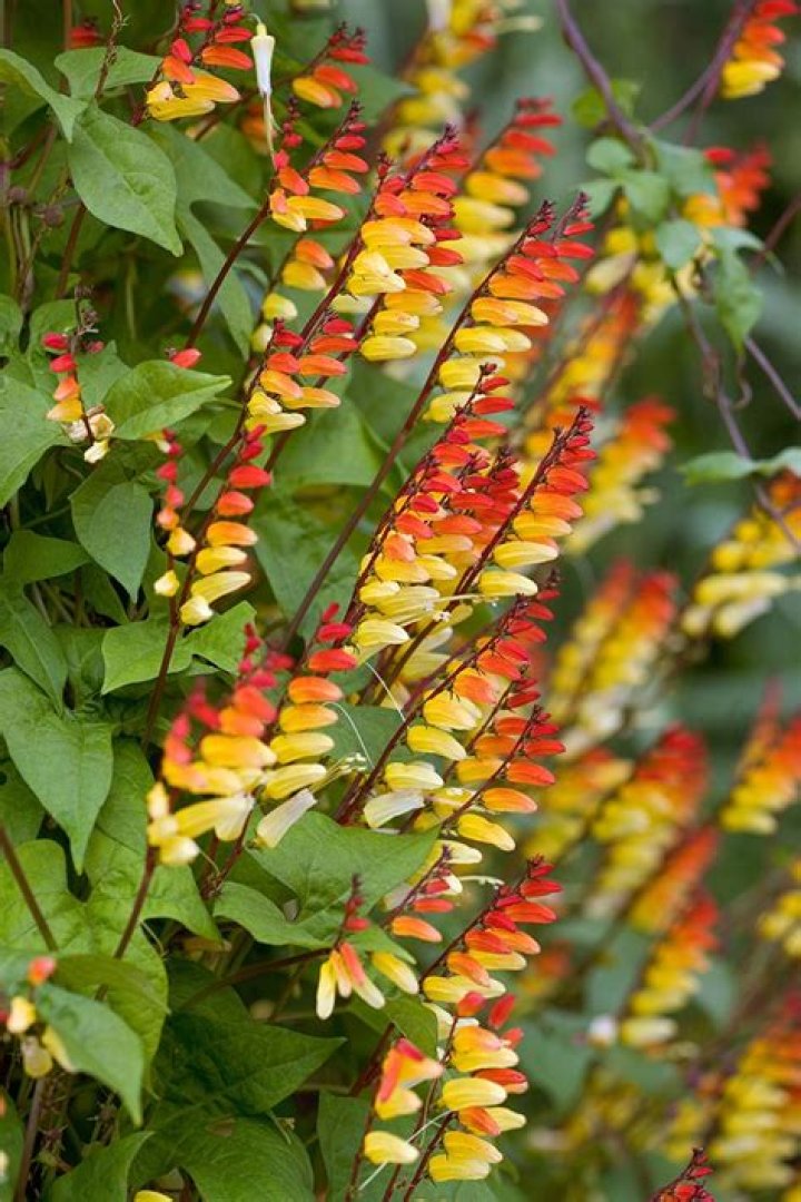 Are cigar plants perennials